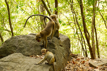 Wild monkeys in foresty rocks in Sri-Lanka