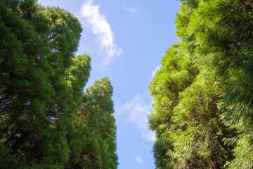 Lush forest of Sao Miguel with trees reaching high into the sky