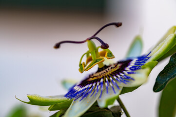 Detail of a beautiful passion flower (Passiflora caerulea) in a garden