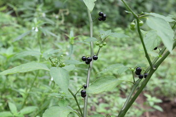 Ripe and unripe berries of a Black nightshade plant in a lawn area.This is a poisonous plant