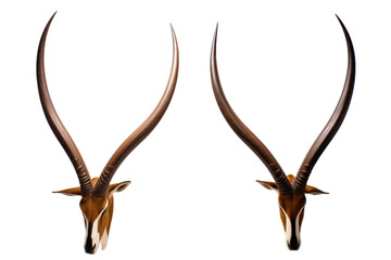 Elegant Springbok Horns on isolated background