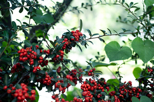Naturaleza. Arbusto de "Cotoneaster". Arbusto con sus frutos/bayas/pomos, rojos (no comestibles), plano contrapicado, hojas de "Poto" visibles, iluminacion al fondo.