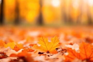 Naklejka na ściany i meble Autumn's Carpet: Orange Maple Leaves in Bokeh