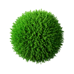 Fotobehang Round coniferous plant, green sphere or bush. Top view. Template or layout. 3d render © Vladislav