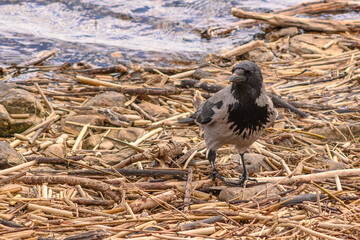 crow walks along the river bank 1