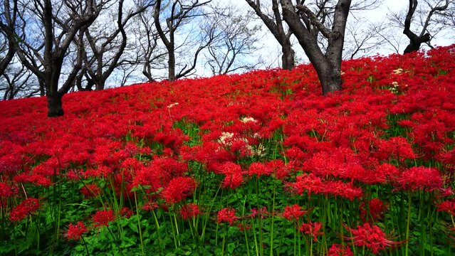 Gongendo park spider lily festival 2023 [3 shots]
