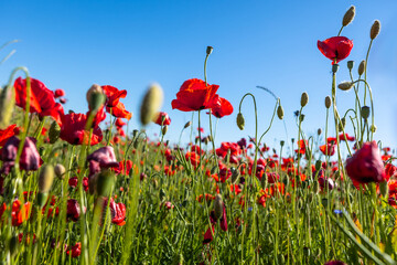 Poppy meadow. Nature background, selective focus.