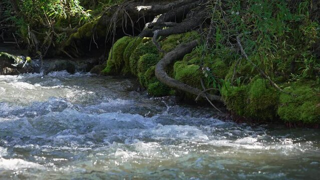 Moss growing on the edge of Big Elk Creek in Idaho as water flows in slow motion.