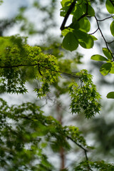 Feuillage d'érable et arbres du Japon, jardin de Kyoto