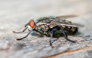 close up of fly
