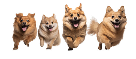 Fototapeta premium Three dogs leaping through the air in a playful motion