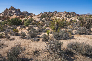 hiking the lost horse mine loop trail in joshua tree national park, california, usa