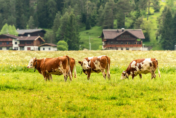 Red cows graze on a spring alpine meadow