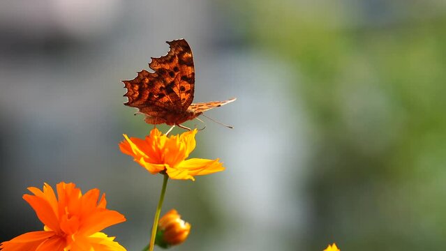 Asian comma (Polygonia c-aureum) sucking nectar on Cosmos sulphureus