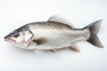 A sea bass fish, perfectly presented against a white, blank canvas