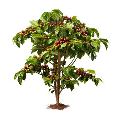 A coffee tree with an abundance of coffee beans