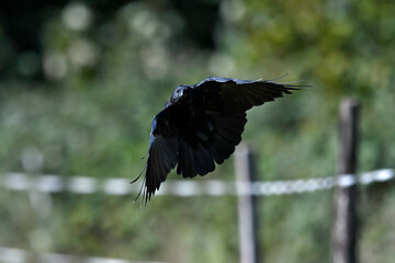 Carrion crow // Aaskrähe, Rabenkrähe  (Corvus corone)
