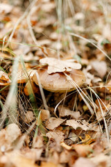 Mushrooms season, mushrooms grow in the forest, mushroom picker collects mushrooms, mushroom in autumn, searching for mushrooms in the forest