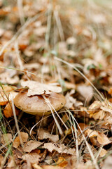 Mushrooms season, mushrooms grow in the forest, mushroom picker collects mushrooms, mushroom in autumn, searching for mushrooms in the forest