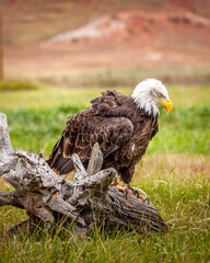 Rescue Bald Eagle on a Log
