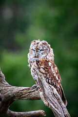 Rescue Screech Owl on a wooden Perch