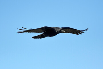 Obraz premium Carrion crow // Aaskrähe, Rabenkrähe (Corvus corone) 