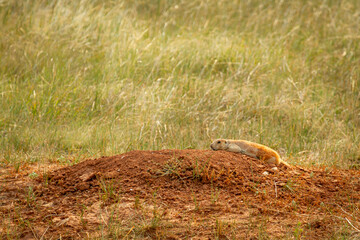 Black tailed prairie dog sprawled out on the ground