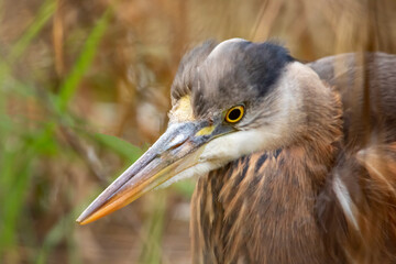 Great Blue Heron Closeup Portrait