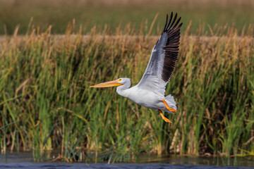 American White Pelican taking off in flight with reeds in background