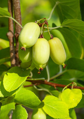 Berries actinidia on a branch close-up in the garden.