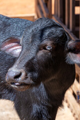 A close up of a black buffalo calf. Minas Gerais, Brazil