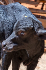 A close up of a black buffalo calf. Minas Gerais, Brazil