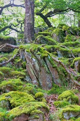 moss covered rocks and trees