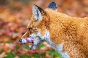 Selective focus shot of an adorable red fox with its tongue out on a lush green field