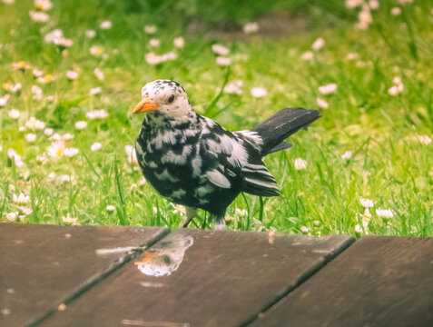 leucism blackbird