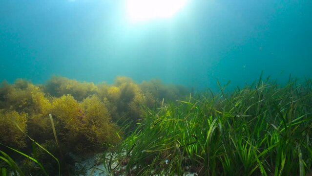 Seagrass and seaweed on the ocean floor with sunlight underwater, Atlantic ocean, natural scene, Eelgrass Zostera marina and Cystoseira baccata algae, Spain, Galicia, Rias Baixas, 59.94fps