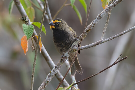 Yellow-faced Grassquit, Tiaris olivaceus, Semillerito Cariamarillo