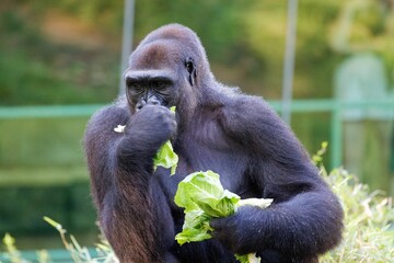 Gorilla enjoying a snack of fresh lettuce in the warm sunshine