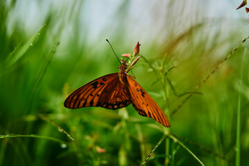 Head butterfly in the grass