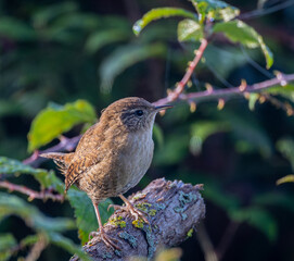 The Eurasian wren is one of the smallest and most elusive birds, with a melodious song and a strict insectivore.