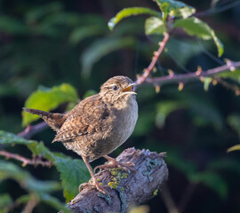 The Eurasian wren is one of the smallest and most elusive birds, with a melodious song and a strict insectivore.