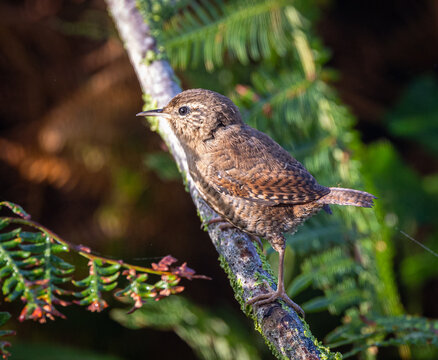 The Eurasian wren is one of the smallest and most elusive birds, with a melodious song and a strict insectivore.