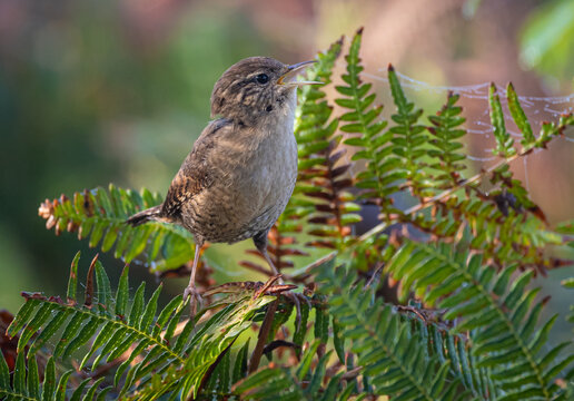 The Eurasian wren is one of the smallest and most elusive birds, with a melodious song and a strict insectivore.