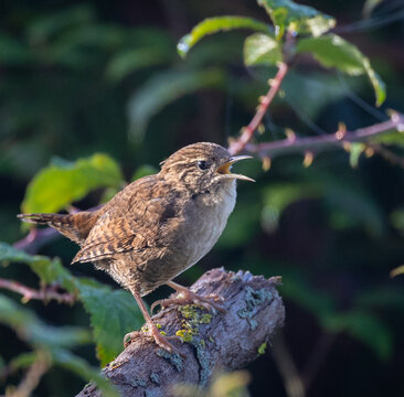 The Eurasian wren is one of the smallest and most elusive birds, with a melodious song and a strict insectivore.