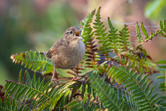 The Eurasian wren is one of the smallest and most elusive birds, with a melodious song and a strict insectivore.