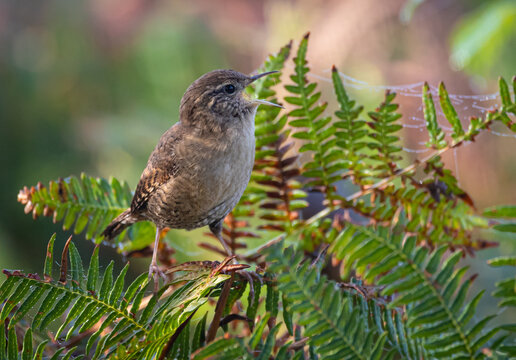 The Eurasian wren is one of the smallest and most elusive birds, with a melodious song and a strict insectivore.
