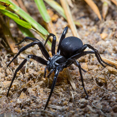 Black Spider On The Ground