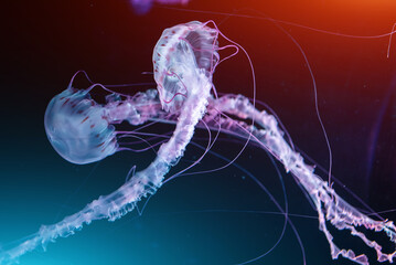 beautiful colorful jellyfish medusa swim underwater in ocean or zoo