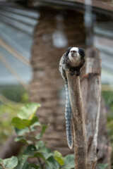 cute marmoset monkey sitting on thee branch at forest or zoo