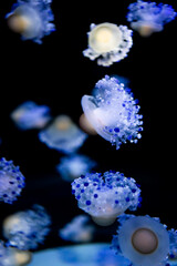beautiful colorful jellyfish medusa swim underwater in ocean or zoo © goami